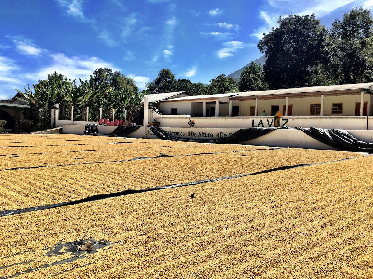 Coffee parchment drying on patios at La Voz in San Juan La Laguna.